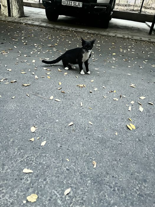 Aqlli uy mushugi hadyaga beriladi, aqlli toza mushuk hadyaga beriladi