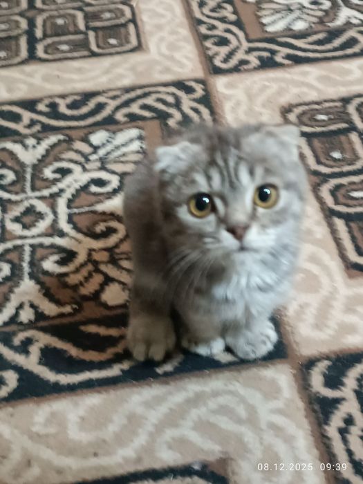 Мушук боласи пародистий