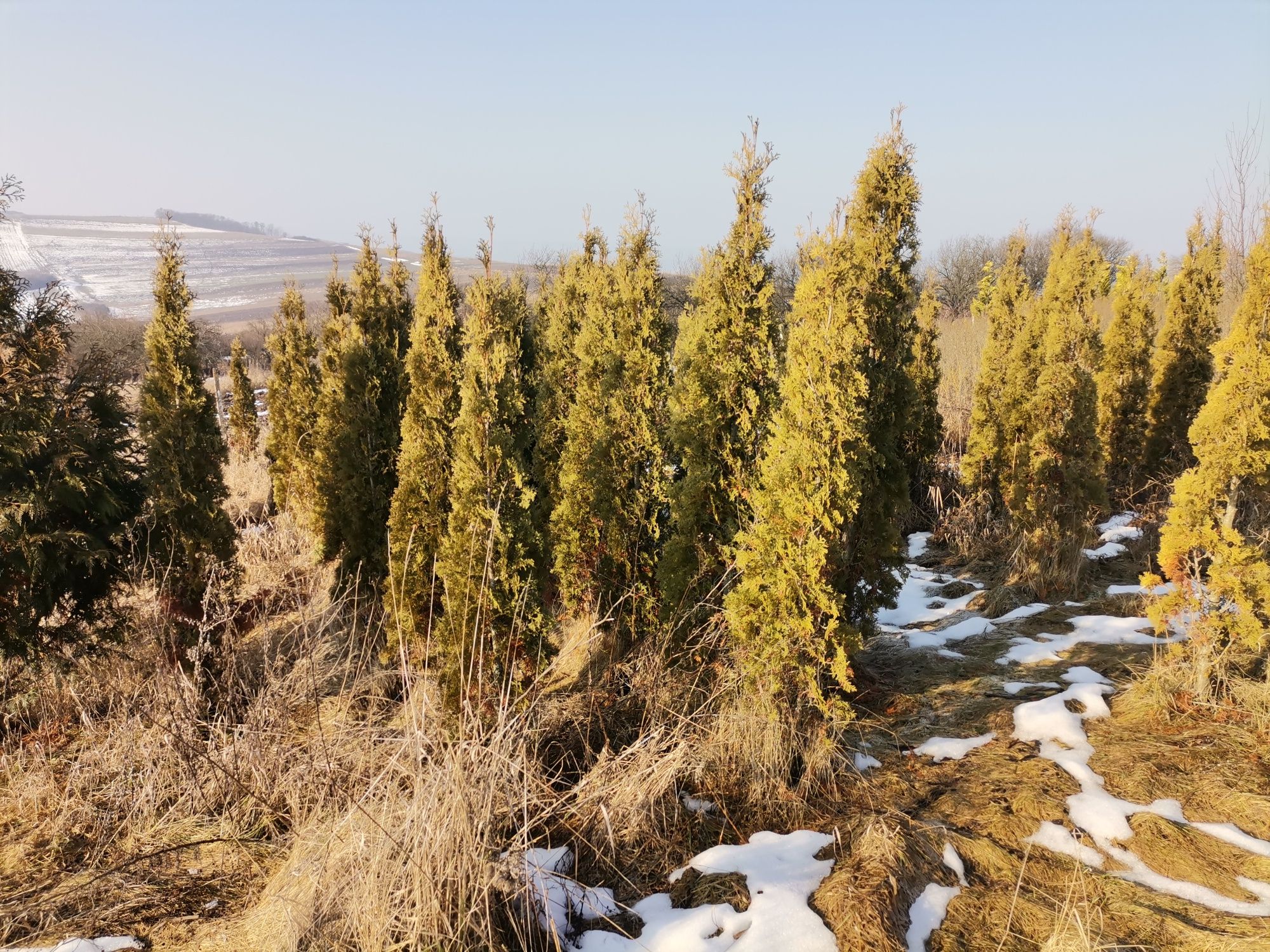 Tuia enuperi buxus plante ornamentale