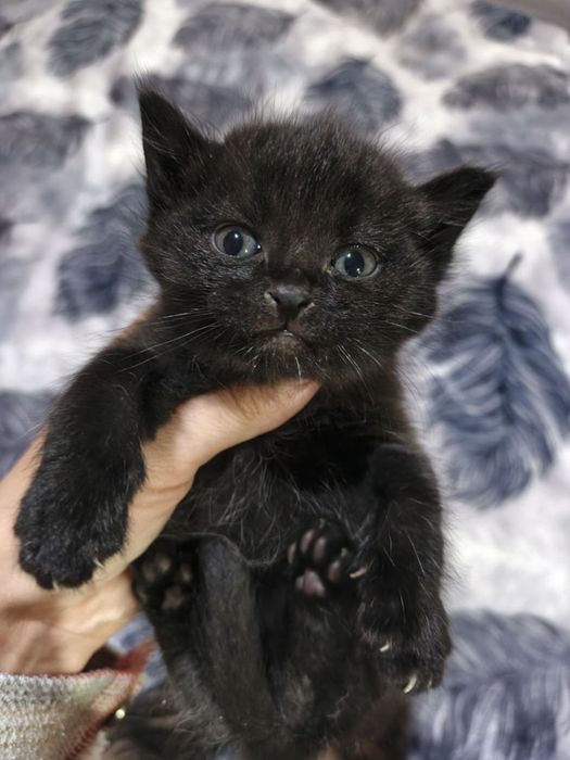 Котята, домашние мальчик и девочки