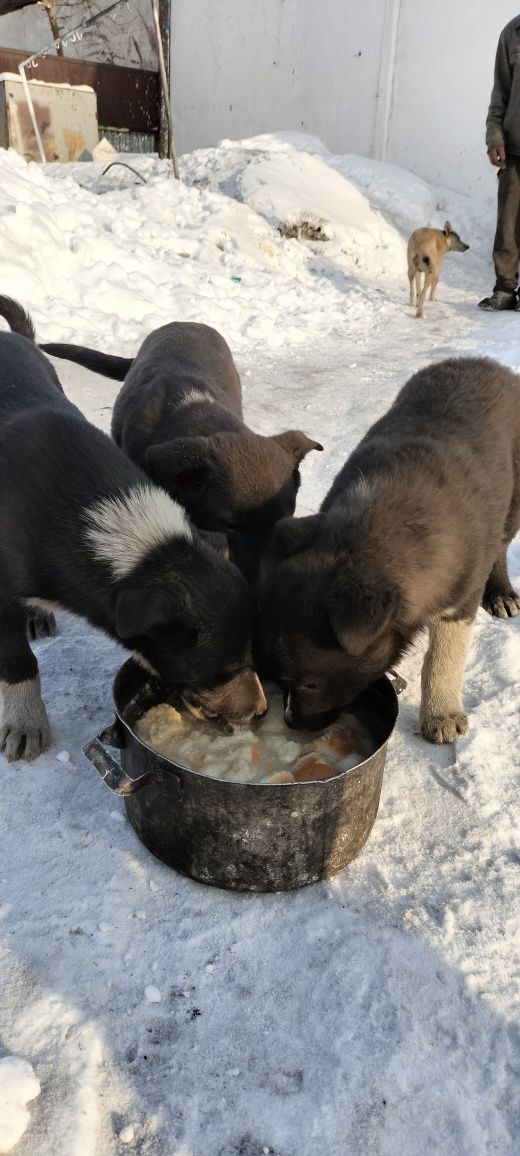 Щенки дворняга даром