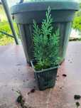 Leylandii 20-25cm