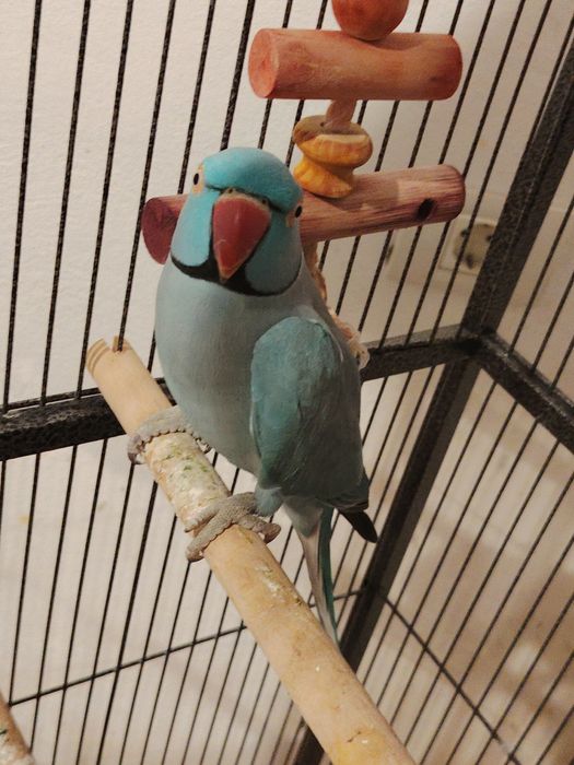 Vând papagal micul Alexandru albastru