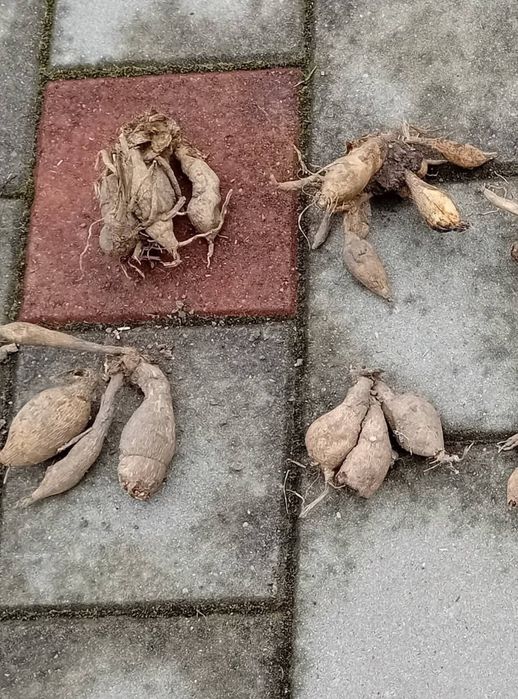 Bulbi de dalii culori garantate