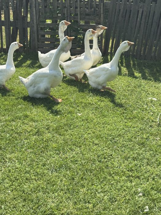 Disponibil o familie holmogor