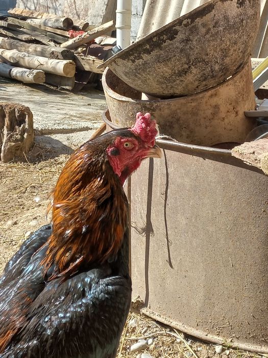 Продаётся бойцовый петух