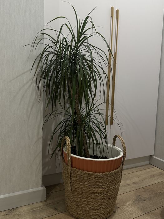 растение драцена, 1 метр