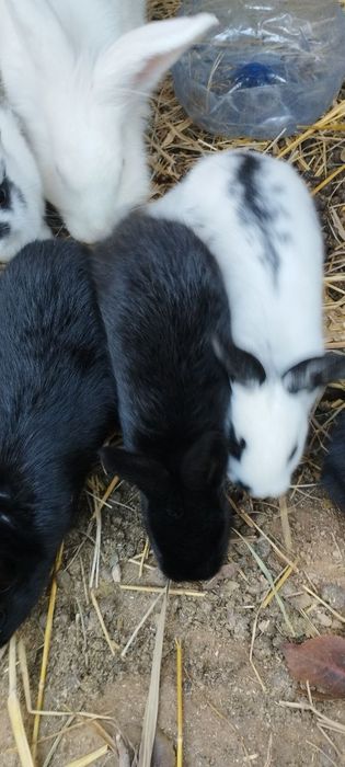 Quyon bolalari sotiladi 1 oylik