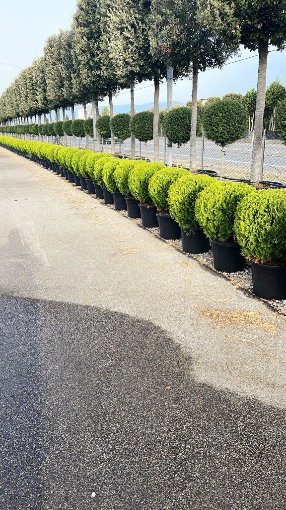 Vând plante ornamentale globulare