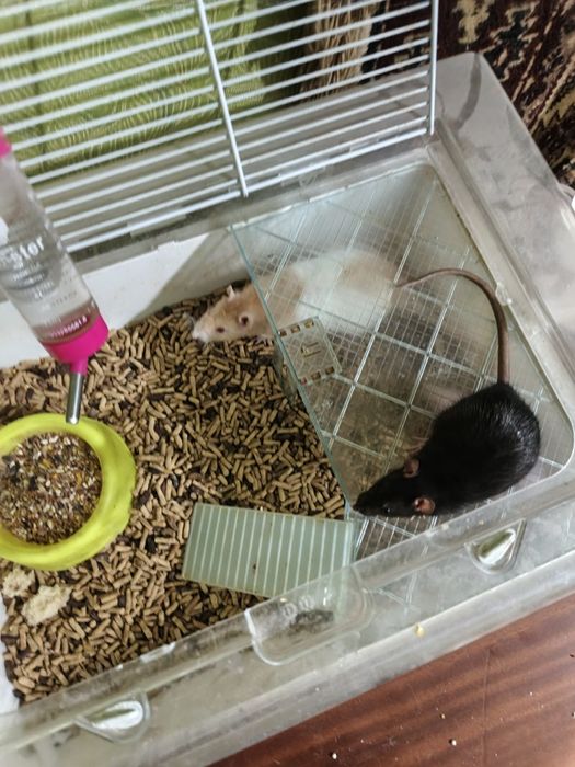 Продам крыс две породистые одна простая