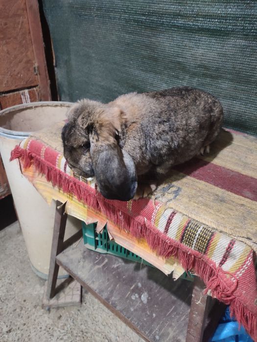 Femelă berbec german