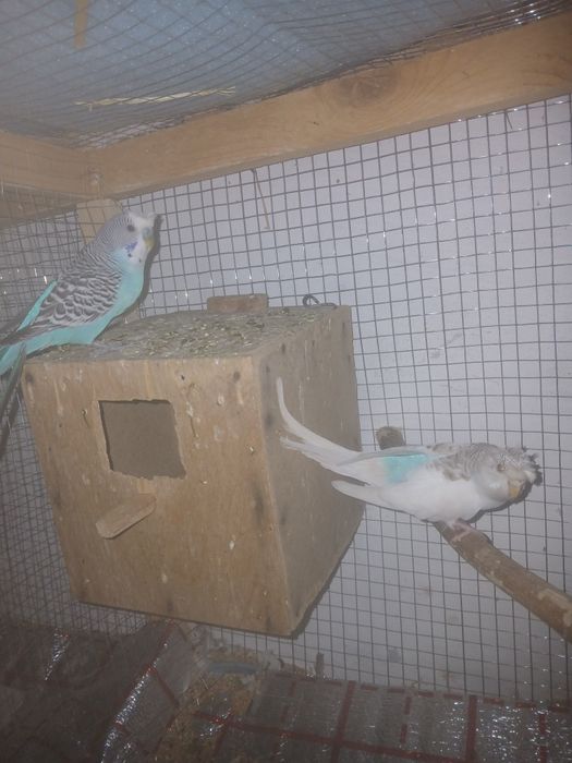 Twyyir ishlab turgan popugaylar sotiladi sog'lom