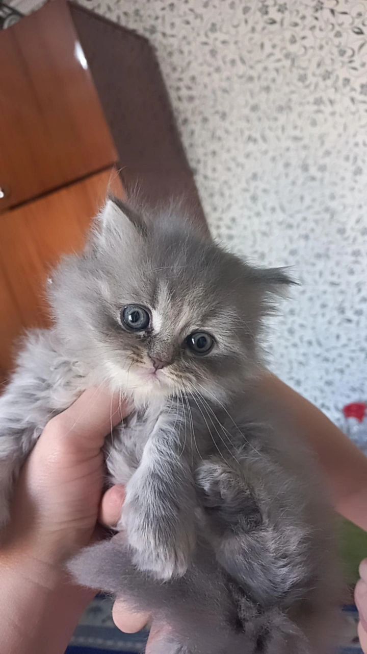 Продаю котят породы