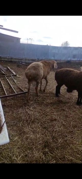 Кошкар кой баран семыз оте семыз жем де турхан семыз кой кошкар бараны