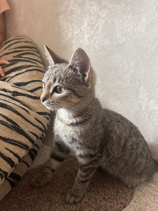 Отдам котят в хорошие руки