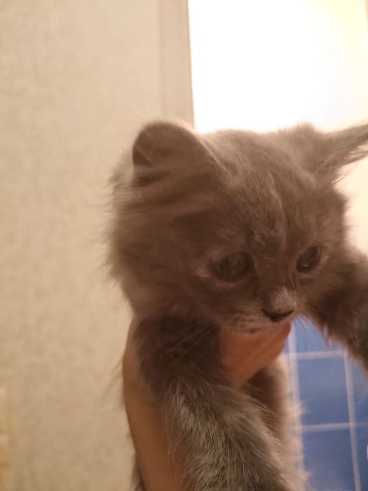 Котенок пушистый