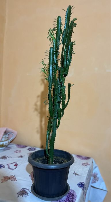 Молочай треугольный