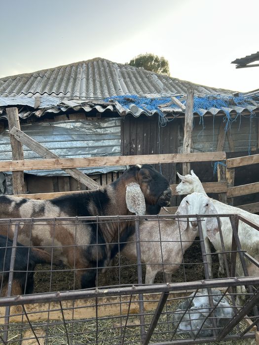 Vand tap anglo nubian