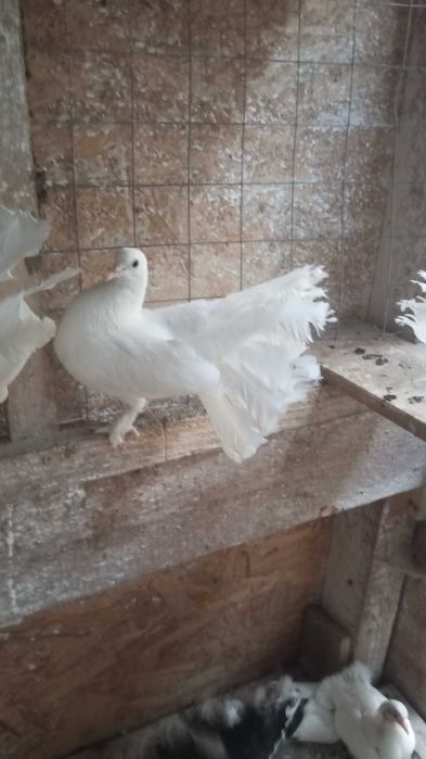 Vând porumbei  frumosi