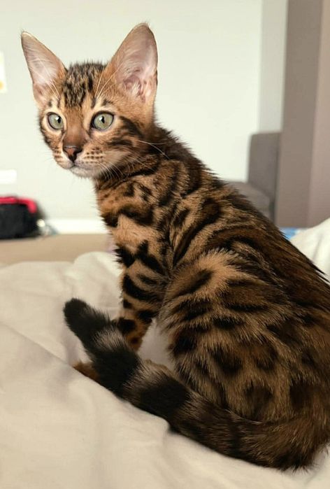 Bengal mascul cu pedigree felisa autorizata
