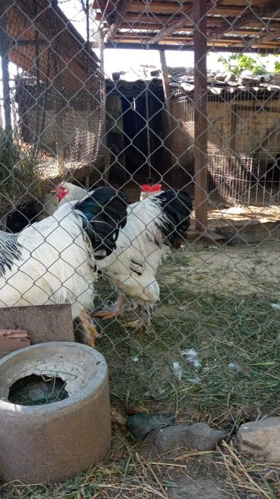 Găini rasa Australorp și rasa Brahma