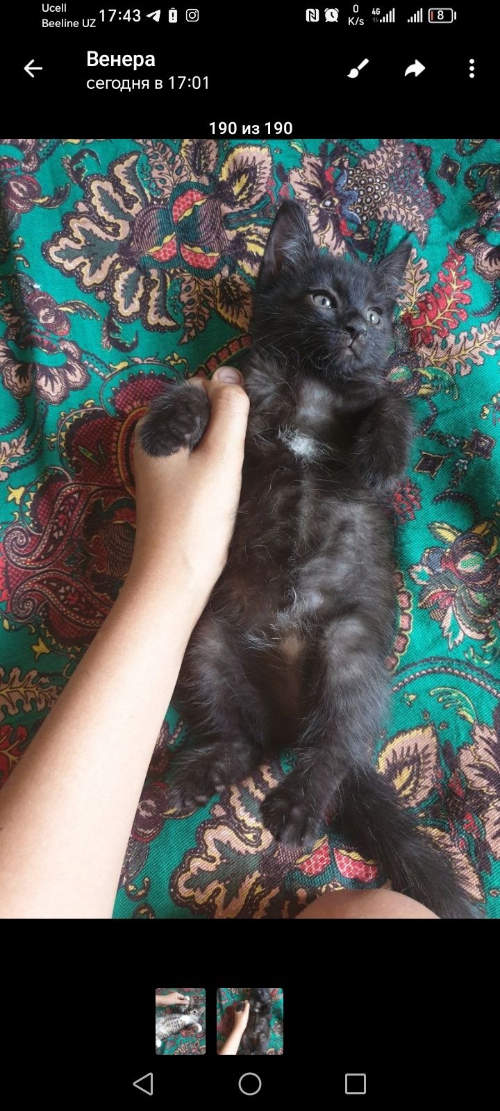 Кушают сами, приученные лотку, 3 недели, один породистый. Юнусаба