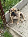 American Bully (Brown-White)