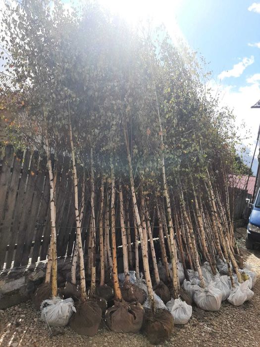 Vând mesteacăn, platan, catalpa, brazi, stejar