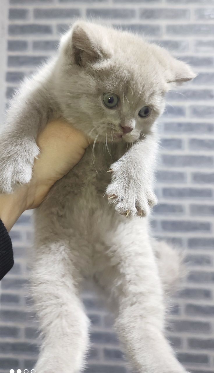 Продаются котята