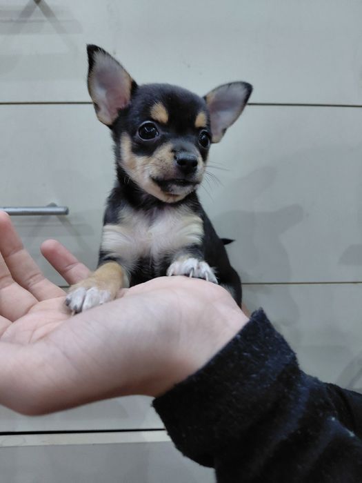 Продам щенков той-терьера