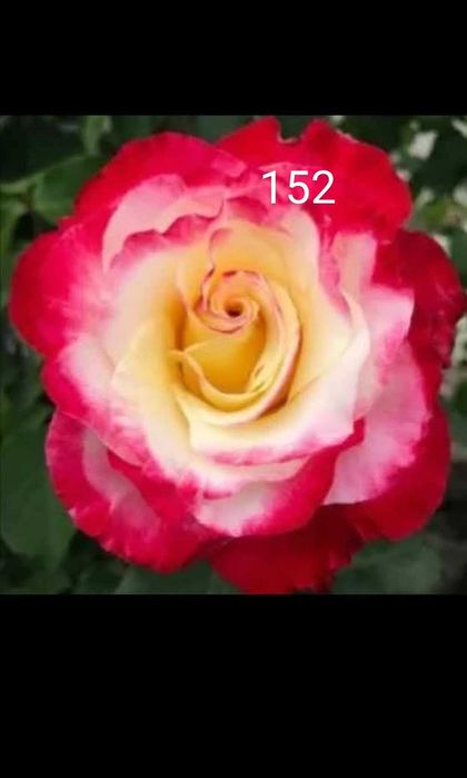 Рози дръвче различни конбинаци