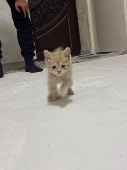 Отдам даром котёнка в хорошие руки, мальчик, очень любит играть, милый