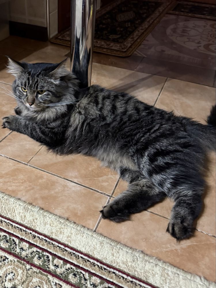 Отдам кота Бесплатно!!!