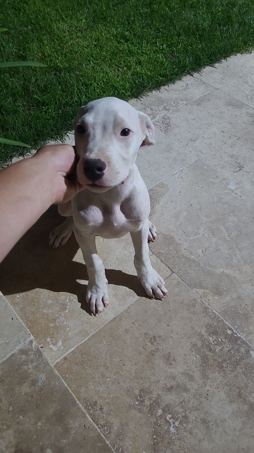 Pui Dog Argentinian