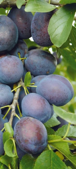 Aluni soiuri.Nuci altoiti Chandler Cires.Prun.Aronia.Afin.Migdal>RO.UE