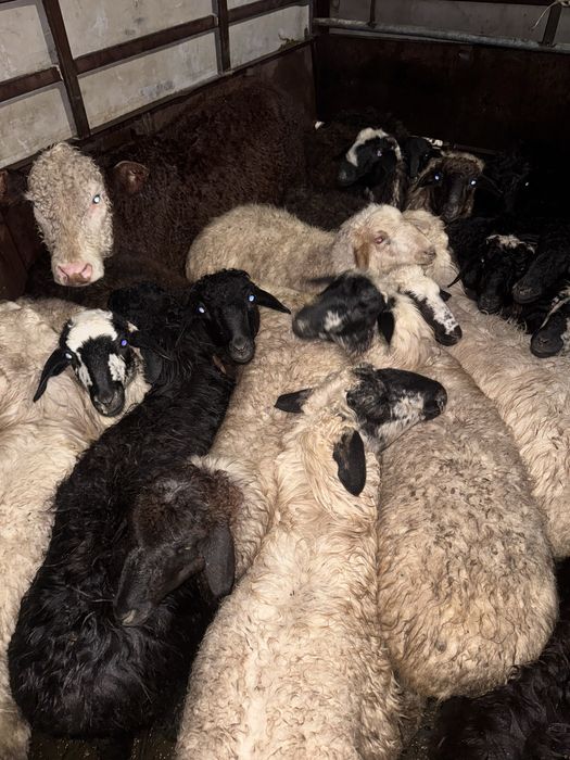 Тоқты сатам.Қалбатауда тұр.