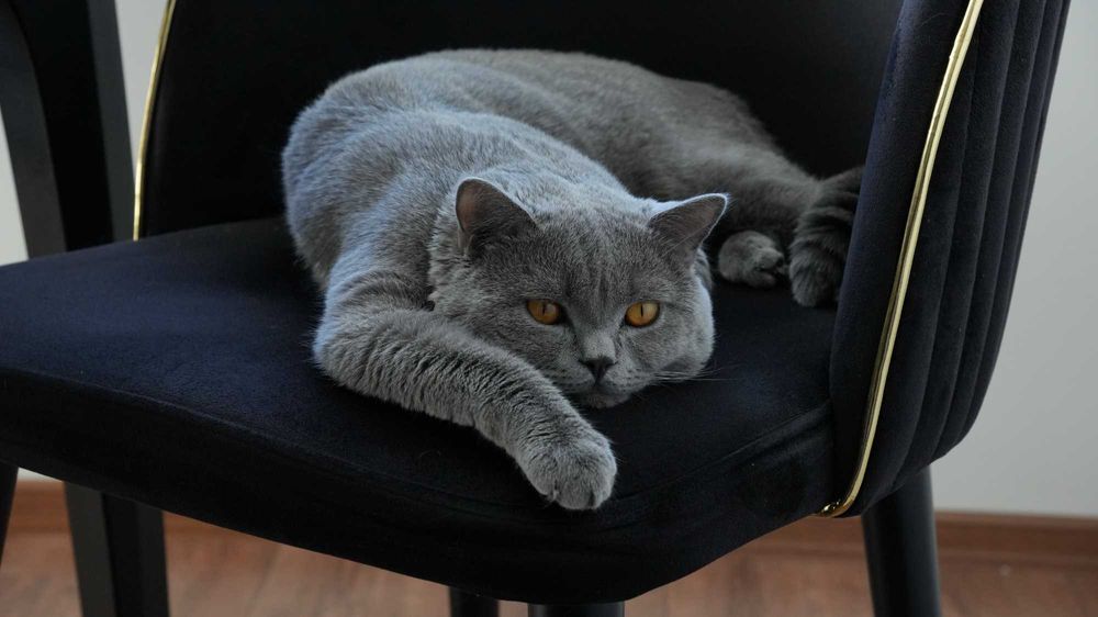 Британска късокосместа