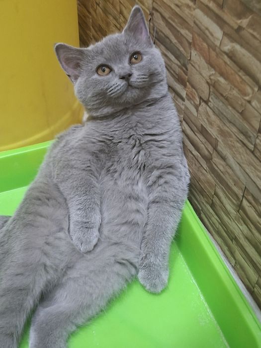 Продаются  скоттиш страйт