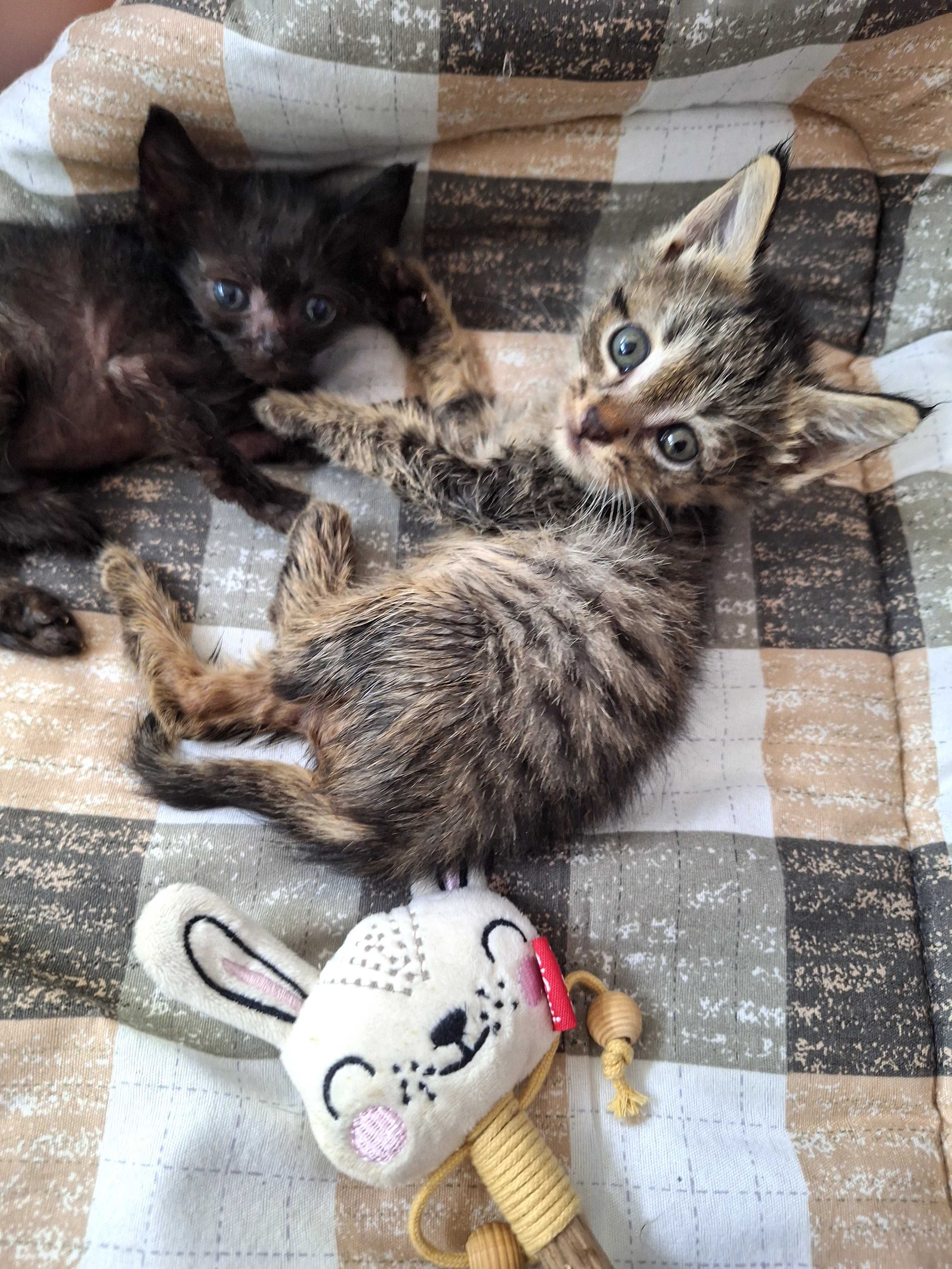 Котята от кошки мышеловки
