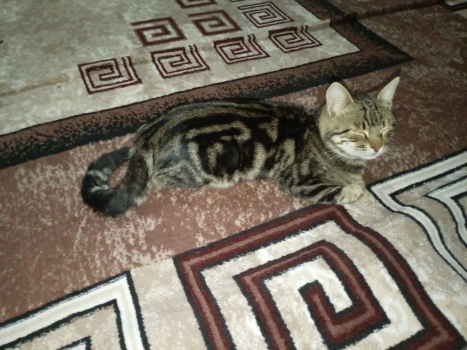 Mushuk bengal sotiladi