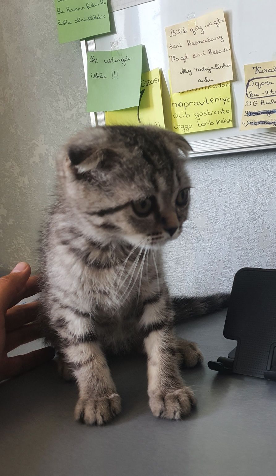 Ogil bola scottish fold mushuk sotiladi. скоттиш фолд