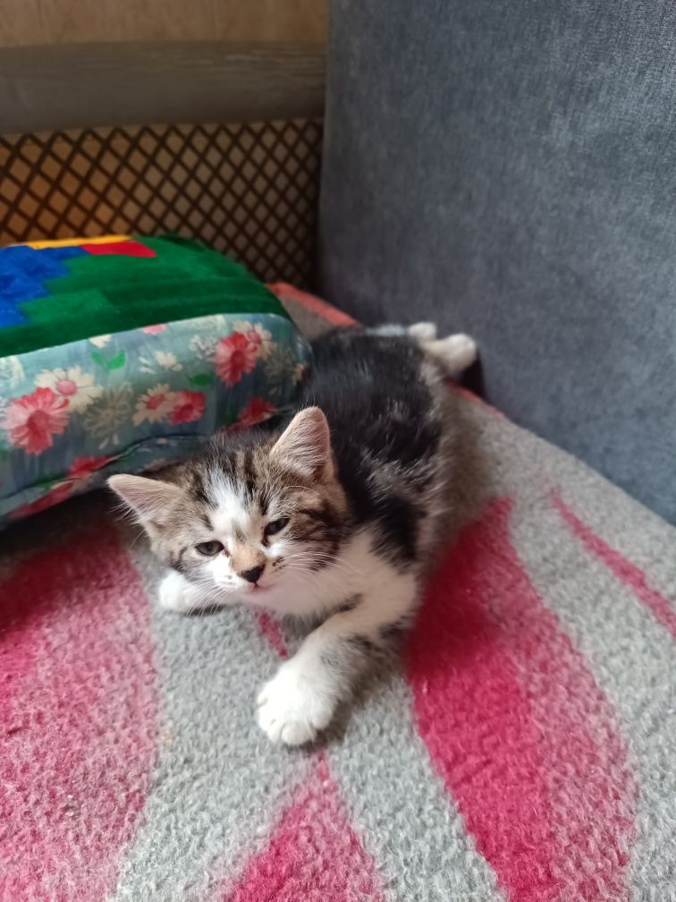 Отдаем котенка в добрые руки