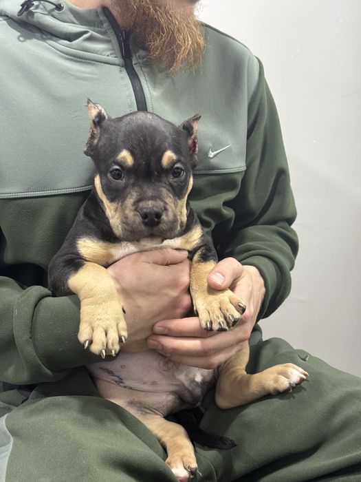 Американский булли мальчик