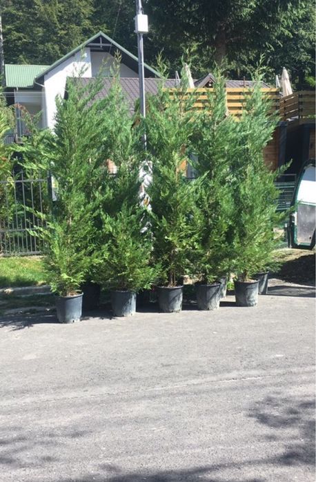 Tuia Leylandii / Tuia Smarald / Smaragd