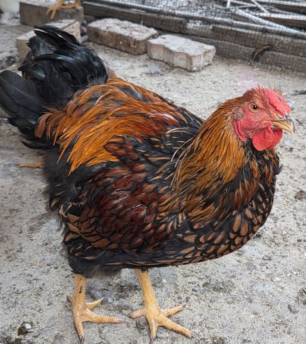 Vand cocosi rasele Wyandotte, Austalorp, Matase japoneza, BrahmaHD