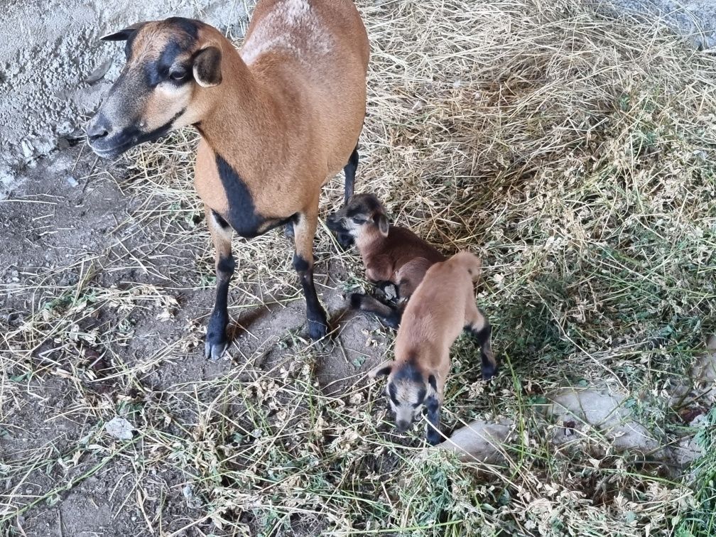 Vând oi și miei de camerun