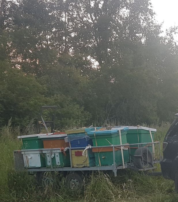 Продам прицеп с документами  для перевозки пчёл. Пчелоприцеп.