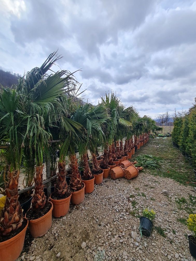 Palmieri trachycarpus fortunei rezistent la frig