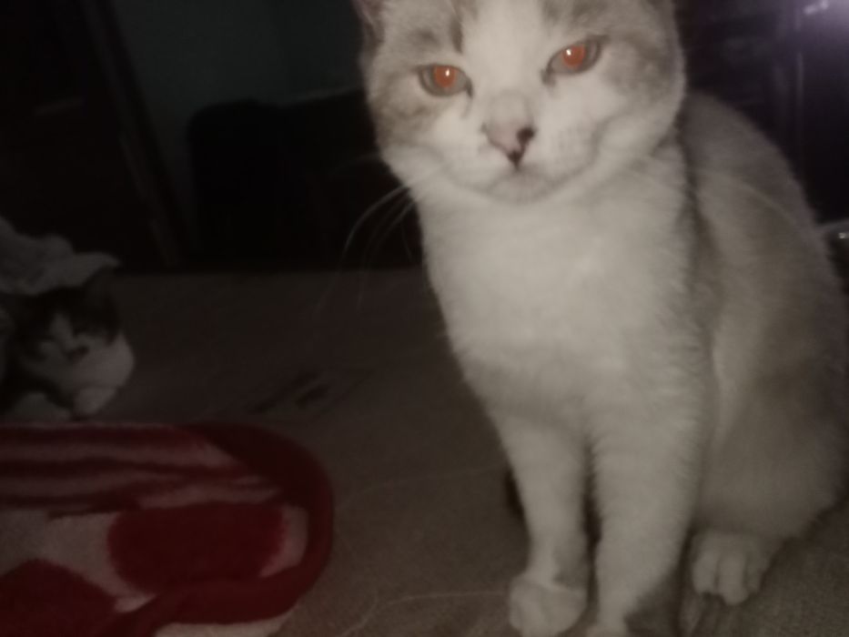 Отдам кошечку в хорошие руки