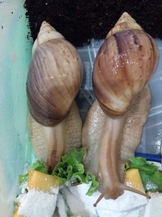 Улитки ахатины иммакулята